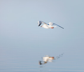 Parc de la Camargue, mouette en vol 