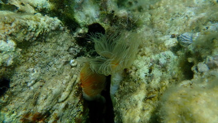Polychaeta Smooth tubeworm or red-spotted horseshoe (Protula tubularia) undersea, Aegean Sea, Greece, Thasos island
