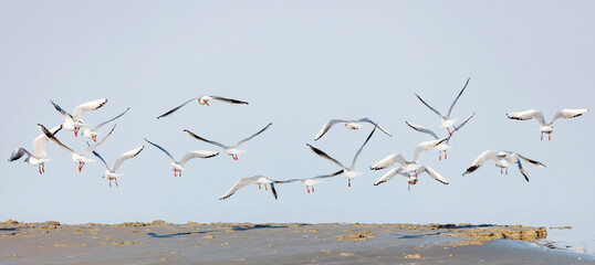 Parc de la Camargue , mouettes en vol 