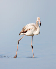 Parc de la Camargue, Flamant juvénile