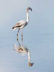 Parc de la Camargue, Flamant juvénile