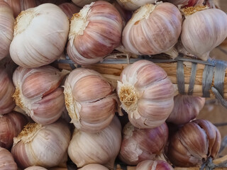 Fresh raw garlic bulbs in strands with ribbons
