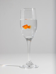 a goldfish in a fish tank