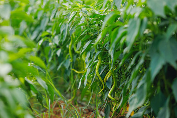 Chili pepper Turkey grows on green branch, plantation of vegetables in greenhouse