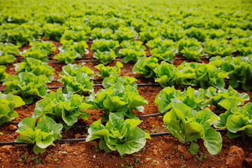 Closeup macro lettuce grown in greenhouse with drip irrigation hose system. Concept agriculture...