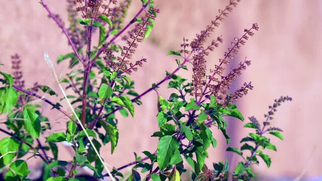 Tulsi or Holy basil tree in garden outdoor on sunny day black background. Tulsi is used in ayurvedic medicine.