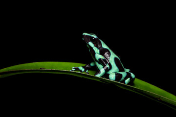 Green-and-black poison dart frog (Dendrobates auratus), also known as the green-and-black poison...
