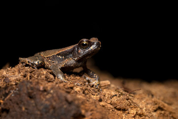 Rhaebo haematiticus (formerly Bufo haematiticus) is a species of toad in the family Bufonidae. It is found in eastern Honduras, Nicaragua, Costa Rica, Panama, Colombia