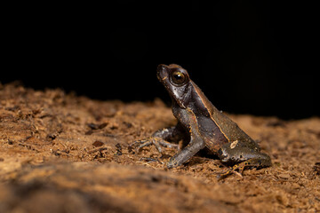 Rhaebo haematiticus (formerly Bufo haematiticus) is a species of toad in the family Bufonidae. It is found in eastern Honduras, Nicaragua, Costa Rica, Panama, Colombia