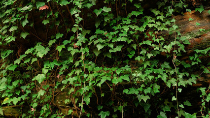 Green ivy leaves on the wall. Textured background of leaves. Green plant wall texture for backdrop...