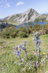 Eryngium bourgatii (Mediterranean sea holly) flowers in Picos de Europa National Park, Asturias, Spain
