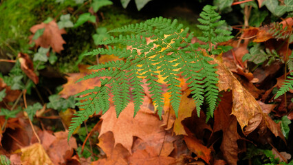 Green fern leaves, natural floral fern in fall forest. Natural thickets, floral abstract background. Perfect natural fern pattern. Beautiful background made with young green fern leaves. 