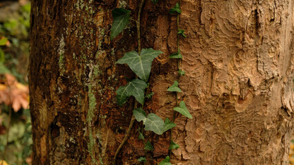 Tree bark pattern, brown natural background. Wooden textured background of tree trunk. Green ivy leaves on tree trunk in fall forest. Textured background of leaves. Selective focus.