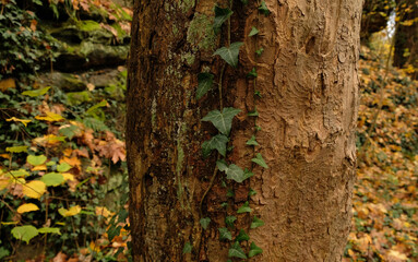 Tree bark pattern, brown natural background. Wooden textured background of tree trunk. Green ivy leaves on tree trunk in fall forest. Textured background of leaves. Selective focus.