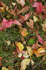 autumn leaves of different colors on green grass in the park
