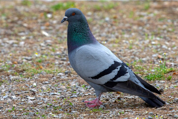 Close up portrait of a pigeon (Columba livia) in a park in Athens, Greece