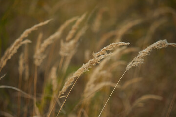Fototapeta premium spikelet of field grass in autumn at sunset