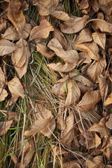 dry autumn leaves of trees on greenery grass in autumn park close-up