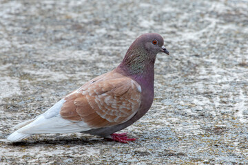 Close up portrait of a colourful pigeon (Columba livia) 