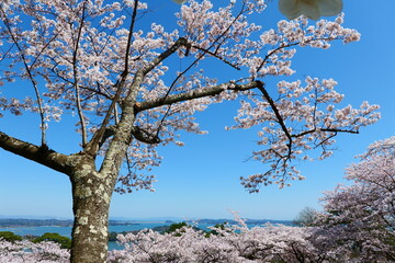 桜満開の西行戻しの松公園。日本三景、松島を望む。宮城、日本。4月中旬。