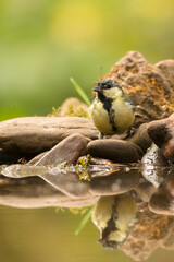 Mésange charbonnière