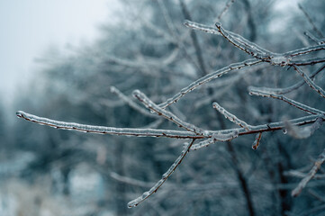 Freezing rain winter. Icicles on twig formed by freezing rain. Closeup of icicles hanging from...