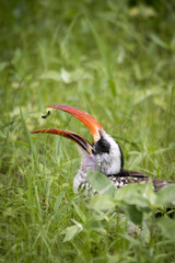 Kalao a Bec Rouge mange une fourmis au Sénégal