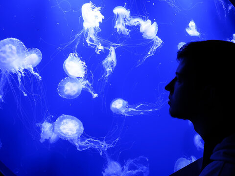 Silhouette of a young man looking at a smack of jellyfish swimming in an aquarium