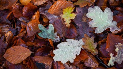 autumn carpet - Herbstteppich