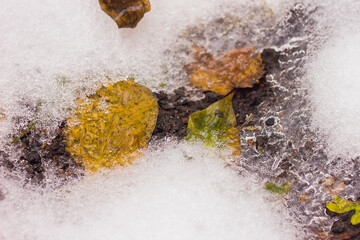 yellow and green fallen leaves covered with a crust of ice with texture in winter in frost in slippery weather