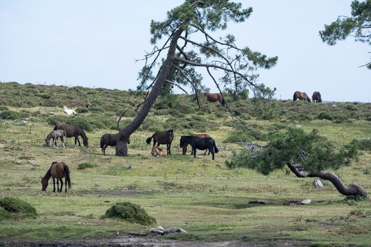 Herd of horses grazing in a meadow in Galician mountains, Rias Baixas, Galicia, Spain