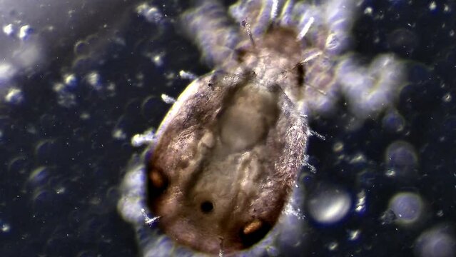 Micro organism insect mite, magnification 10x