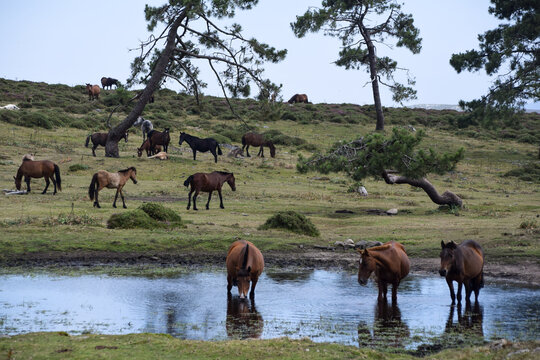 Herd of horses grazing in a meadow and drinking from a lake in Galician mountains, Rias Baixas, Galicia, Spain