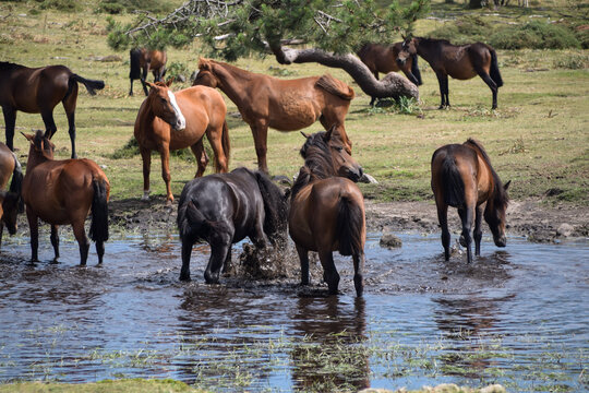 Herd of horses grazing in a meadow and drinking from a lake in Galician mountains, Rias Baixas, Galicia, Spain
