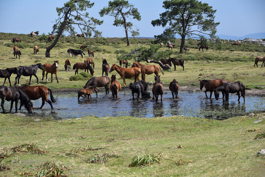 Herd of horses grazing in a meadow and drinking from a lake in Galician mountains, Rias Baixas, Galicia, Spain