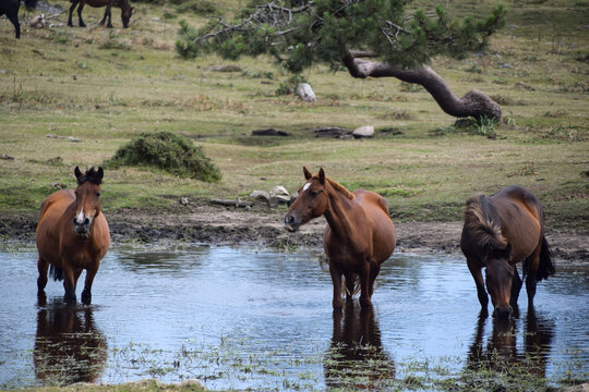 Three horses standing in a lake in Galician mountains, Rias Baixas, Galicia, Spain