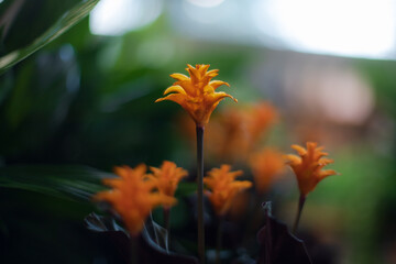 Obraz premium Orange flower calathea crocata