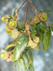 Obraz premium Beautiful cork oak tree with acorns used for the production of cork in the Alentejo region of Portugal