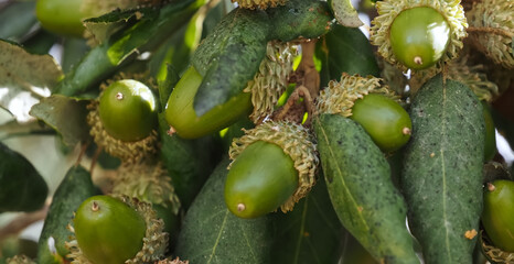 Beautiful cork oak tree with acorns used for the production of cork in the Alentejo region of...