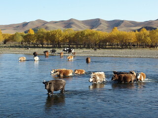 Oxen and cows cross the cold Gajurt river, Tuv region, Mongolia. Crossing the flowing and cold water is a challenging encounter for the cattle in the region. It is a breathtaking view.
