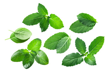 Rama tulsi and Krishna tulasi, an Indian holy basil leaves (Ocimum tenuiflorum foliage) isolated png