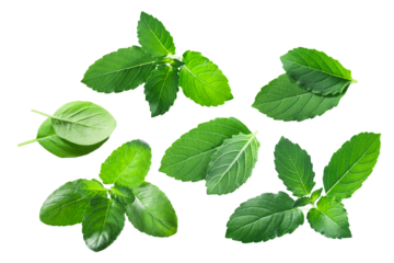 Rama tulsi and Krishna tulasi, an Indian holy basil leaves (Ocimum tenuiflorum foliage) isolated png