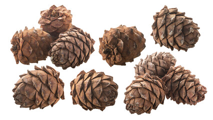 Ripe Pine cones (Pinus sibirica), a source of pignoli nuts,  isolated png