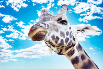 A big giraffe head portrait with angry facial expression looking down from top against summer blue...