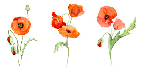 Fototapeta premium Watercolor bouquet composition, elements with hand drawn summer bright red poppy flowers. Isolated on white background. Design for invitations, wedding, love or greeting cards, paper, print, textile