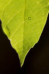 Green leaf close-up. Nature background.