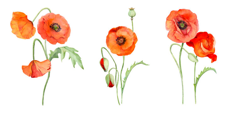 Watercolor bouquet composition, elements with hand drawn summer bright red poppy flowers. Isolated on white background. Design for invitations, wedding, love or greeting cards, paper, print, textile