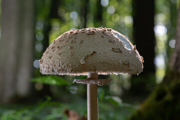 Beautiful parasol mushroom Macrolepiota procera in the forest with sun rays on the background