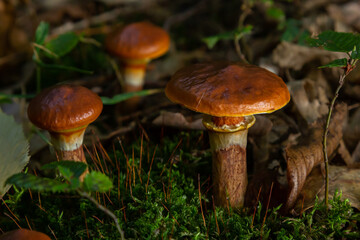 Mushroom season. Autumn in the park. Slippery Jack edible cattails Suillus luteus