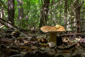 Penny bun fungus Boletus edulis growing in the forest